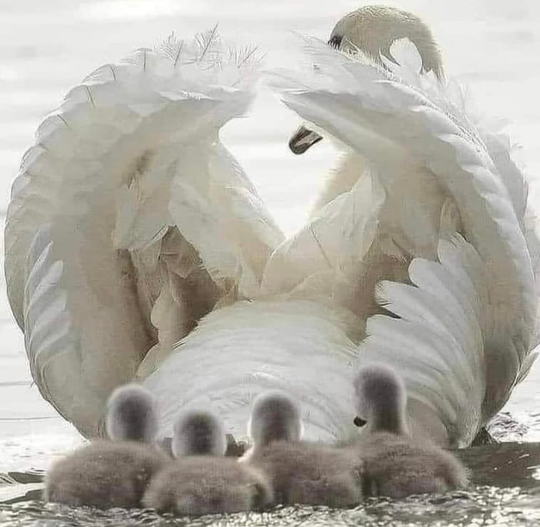 SAFE IN THE ARMS OF LOVE