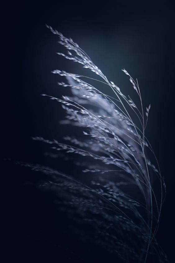 A CONTEMPLATION AND BLESSING.