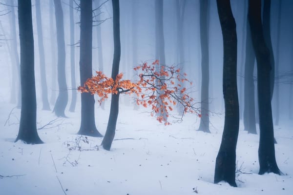 evening contemplation