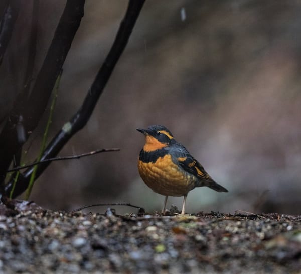 INSIGHTS AND PARABLES