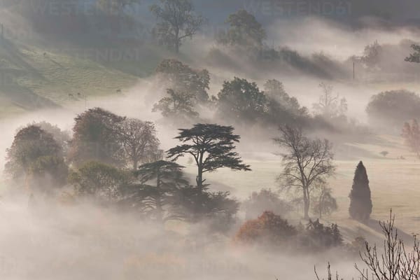 POEM - When I am among the trees